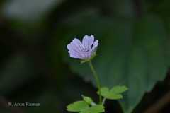 Geranium rotundifolium